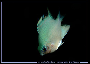 Little Damsel Fish in the water's of the Red Sea last nov... by Michel Lonfat 